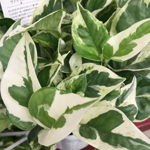 観葉植物の販売店【花育通販】ポトス・エンジョイの苗を販売