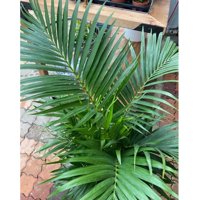 観葉植物の販売店【花育通販】スーパーアレカヤシ7号鉢を販売
