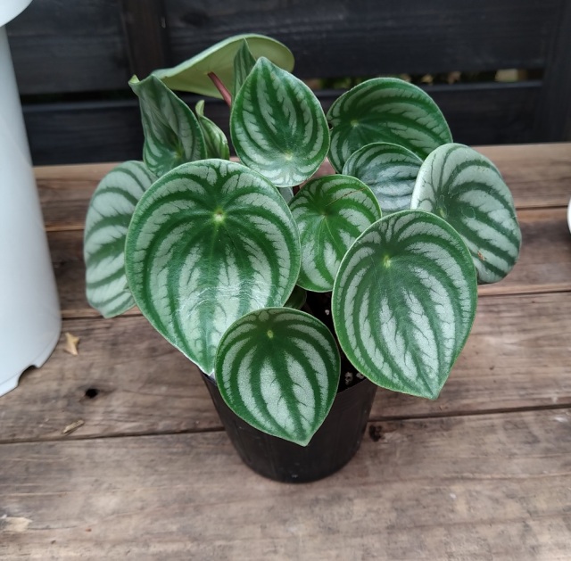 ペペロミア　サンデルシー　スイカペペ　抜き苗 観葉 ペペロミア⑥ サンデルシー (スイカぺぺ) 抜き苗 - メルカリ