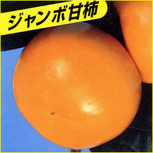 柿（カキ）の苗木を販売