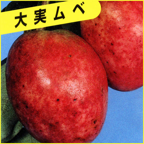 果樹園「花育通販」ムベ苗木を販売