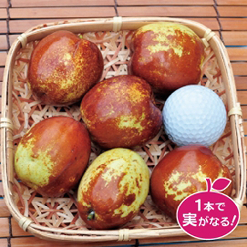 果樹園「花育通販」大実ナツメ（なつめ）の苗木を販売