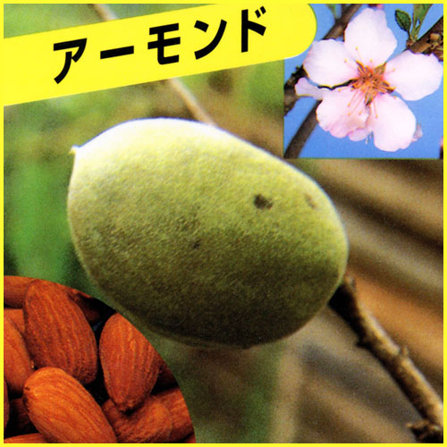 果樹園「花育通販」アーモンドの苗木を販売