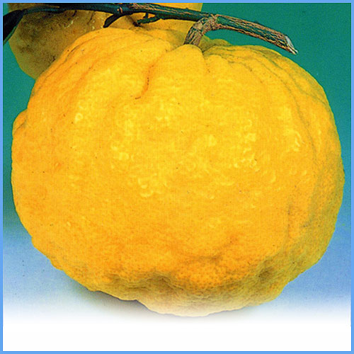 黄色の柚子の鉢植え 約1.5メートル 獅子柚子 獅子柚子をいただきました。