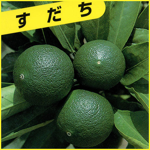 果樹園「花育通販」の柑橘類 すだち（酢橘）の苗木を販売