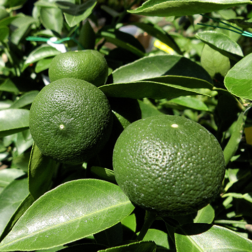 果樹園「花育通販」の柑橘類 すだち（酢橘）の苗木を販売