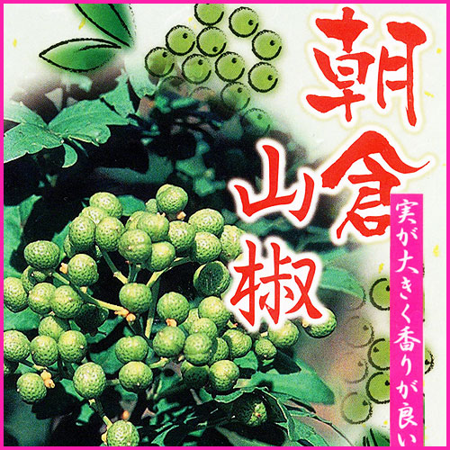 山椒(さんしょう)の苗木を販売