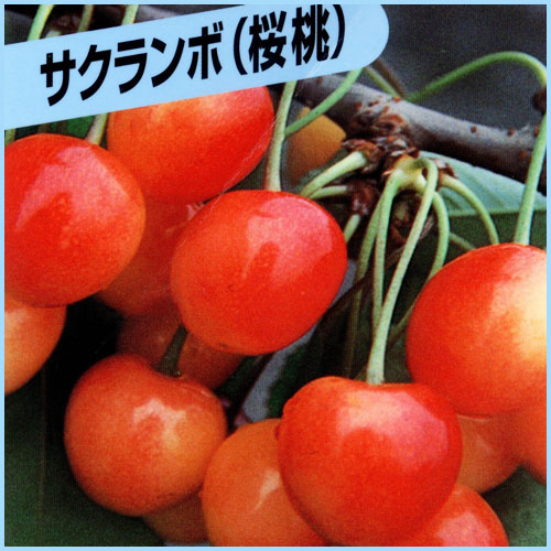 果樹園「花育通販」さくらんぼ苗木 高砂を販売
