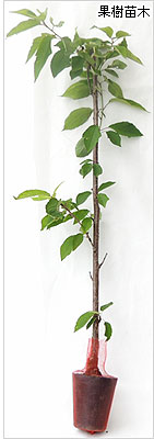 さくらんぼ苗木 佐藤錦とナポレオン 受粉樹セット 【花育通販】