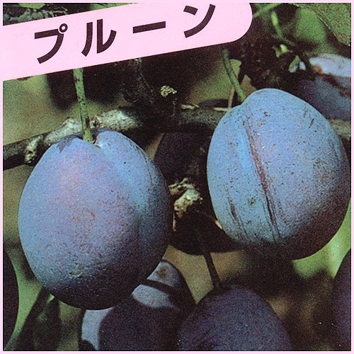 シュガープルーン 西洋すもも　接木苗木 約80㌢宅急便.ポット植えのまま匿名発送 シュガープルーン 西洋すもも 接木苗木 約80㌢宅急便.ポット植えのまま