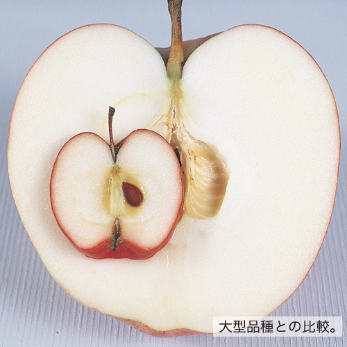 果樹園「花育通販」姫リンゴ苗木 アルプス乙女を販売