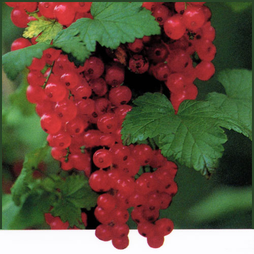 果樹園「花育通販」スグリ苗木 赤実房すぐり（レッドカーラント）を販売