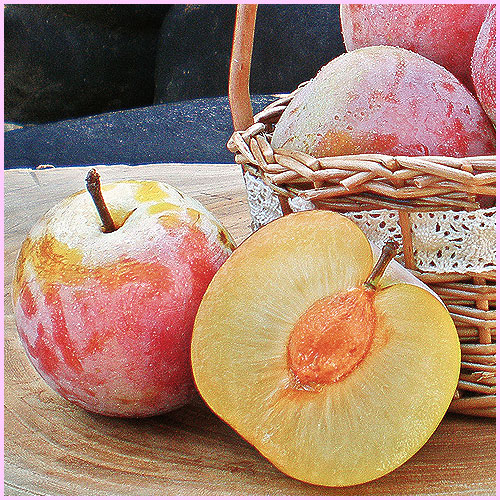 プラム貴陽苗木 レモンの横に♪ このまま落札 高原のプラム☆貴陽(き