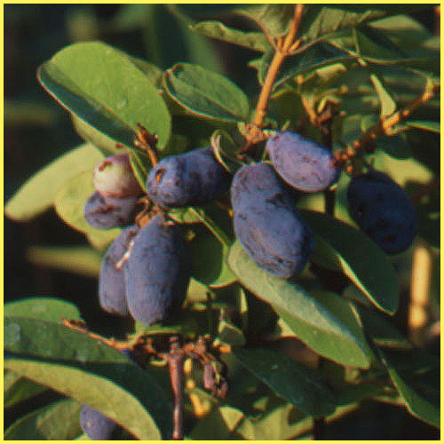 果実・果樹園【花育通販】 ハスカップの苗木を販売