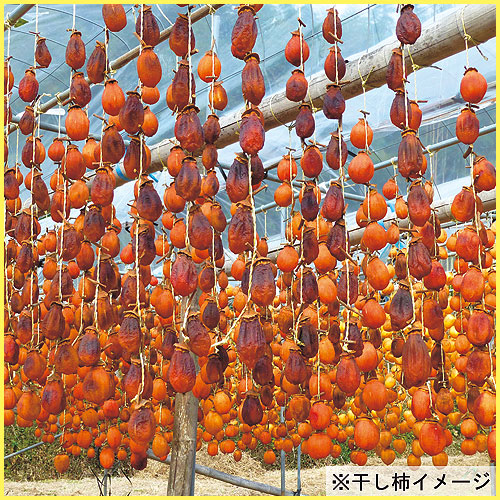 果実・果樹の苗木販売店【花育通販】 渋柿の苗木 市田柿（いちだがき