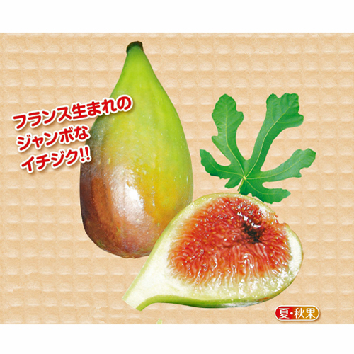 果樹苗木販売店「花育通販」いちじく(イチジク)「バナッチ（バナーネ