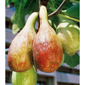 果樹苗木販売店「花育通販」いちじく(イチジク)「バナッチ（バナーネ