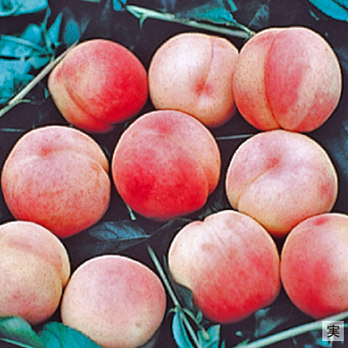 果樹苗木の販売店【花育通販】 桃（モモ・もも）苗木 照手水密を販売