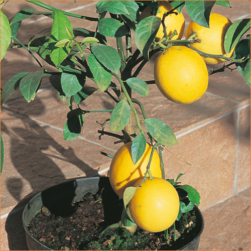 レモン大苗木 トゲなしレモン 8号鉢植え 接ぎ木苗 （ 送料無料 ） 大苗 : 花と