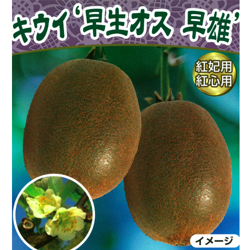 果樹園「花育通販」キウイフルーツ苗木(受粉用オス) 早雄を販売