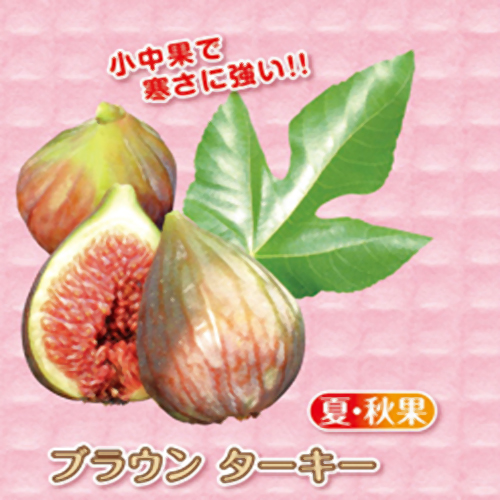 イチジク苗販売店【花育通販】ブラウンターキー