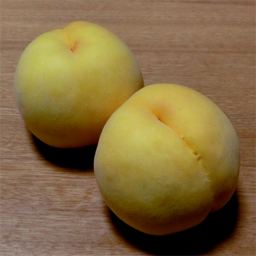 果樹苗木の販売店【花育通販】 桃（モモ・もも）苗木 黄金桃（おうごん