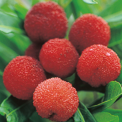 山桃（ヤマモモ）の苗木販売店【花育通販】瑞光・森口・秀光を販売