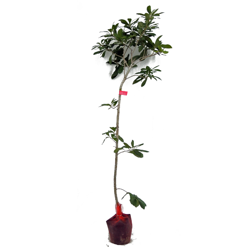 山桃（ヤマモモ）の苗木販売店【花育通販】瑞光・森口・秀光を販売