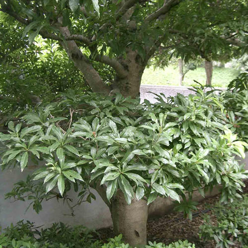 山桃（ヤマモモ）の苗木販売店【花育通販】瑞光・森口・秀光を販売