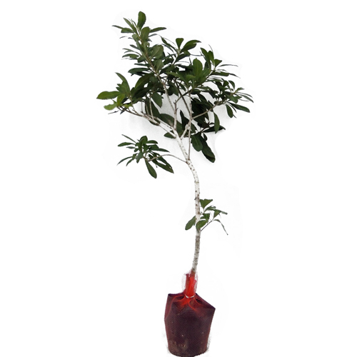 山桃（ヤマモモ）の苗木販売店【花育通販】瑞光・森口・秀光を販売