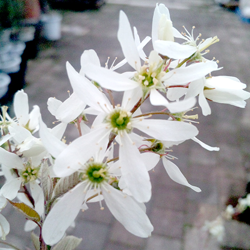 果樹園「花育通販」ジューンベリー（ジュンベリー）苗木を販売