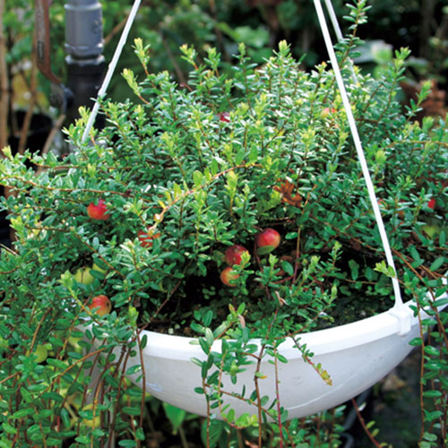 クランベリー　抜き苗　現品 クランベリーの苗を販売【花育通販】果樹苗の専門店