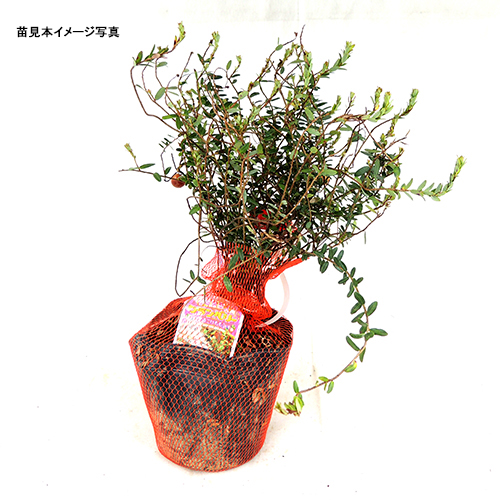 クランベリーの苗木を販売しています【花育通販】果樹苗の専門店