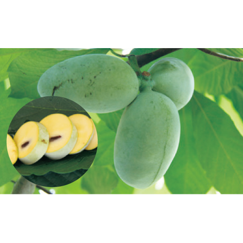 果樹苗木の販売店【花育通販】ポポー（ポーポー）苗木オーバーリースを販売