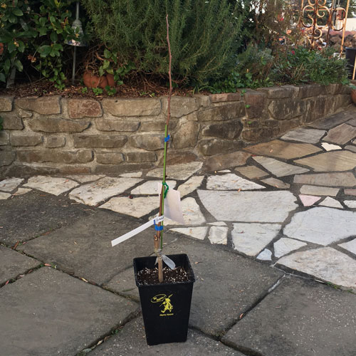 果樹苗木の販売店【花育通販】ポポー（ポーポー）苗木を販売