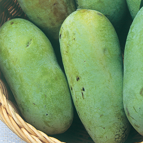 果樹苗木の販売店【花育通販】ポポー（ポーポー）苗木オーバーリースを販売