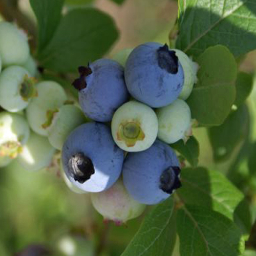 ブルーベリー苗 ノビリス特大苗 ブルーベリー ラビットアイ系 ノビリス