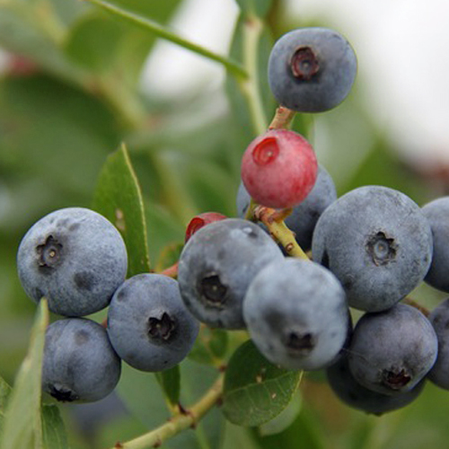 ブルーベリー「デライト」の苗木を販売【花育通販】