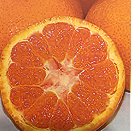 【花育通販】蜜柑（ミカン）「寿太郎」の苗木を販売しています。