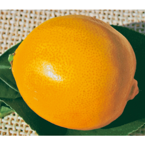 檸檬（レモン）璃の香（りのか）の苗木を販売【花育通販】