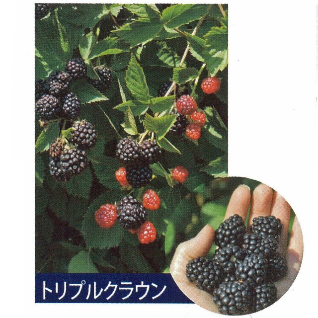 ブラックベリー「トリプルクラウン」
