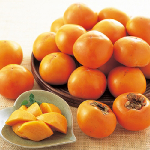 果樹の苗木販売店「花育通販」甘柿(カキ)苗木 花御所