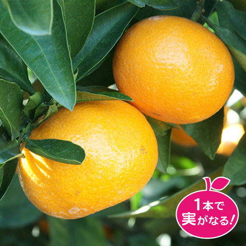 温州みかん「ゆら早生」ミカンの苗木を販売【花育通販】