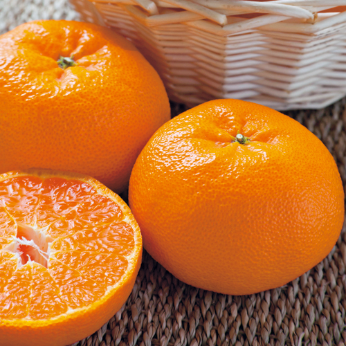 早生温州みかん「西南のひかり」の苗木を販売【花育通販】