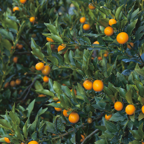 種無し金柑「ぷちまるキンカン」の苗木を販売【花育通販】