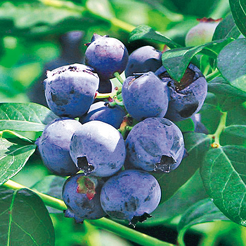 サザンハイブッシュ系ブルーベリー「オニール」の苗木を販売【花育通販】