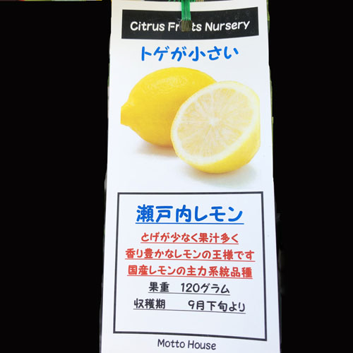 レモン「瀬戸内レモン」の苗木を販売【花育通販】