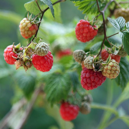 トゲなし ラズベリー苗 グレンアンプル ＆ グレンモイ 5号鉢