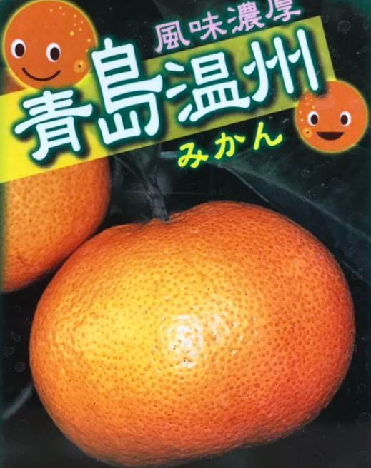 蜜柑(ミカン)の苗木　青島温州