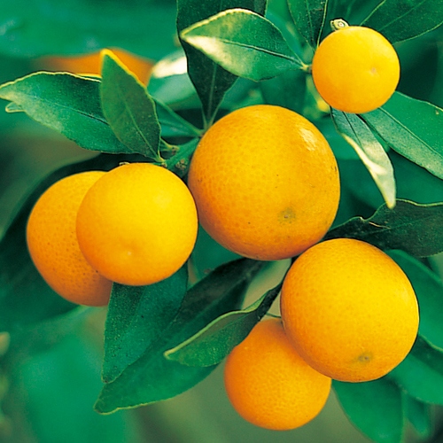 金柑苗木　ニンポウ金柑（たまたま）